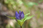 Showy gentian